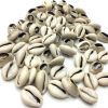 Cowry / Cowrie Shells, Natural Finish & Cut, 20-22mm, (Approximately 120 Pieces) 